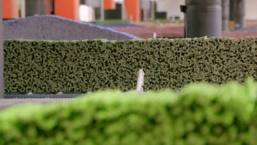 Large batches of green pencils with their exposed cores visible at the Faber-Castell factory.